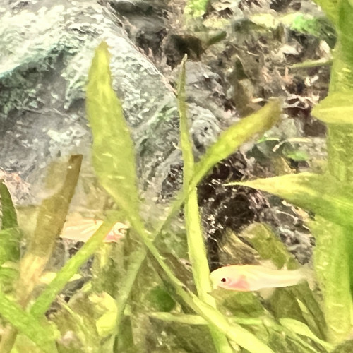 Donne alvins Xyphophorus