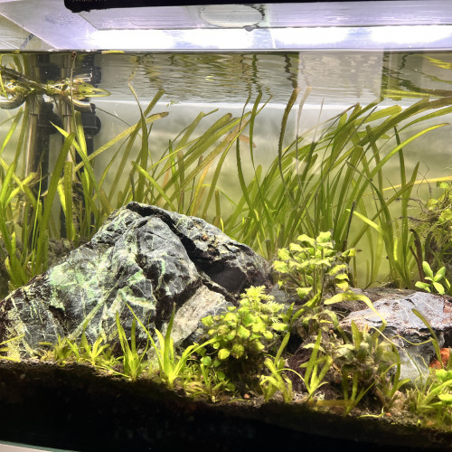 Aquarium 110 L COMPLET + MEUBLE ( avec rampe Led  + filtre + chauffage )