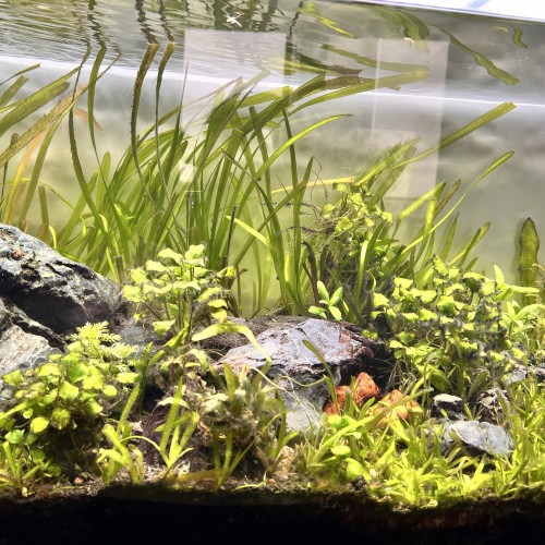 Aquarium 110 L COMPLET + MEUBLE ( avec rampe Led  + filtre + chauffage )