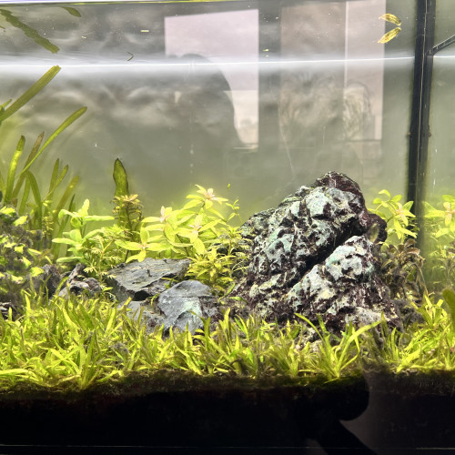 Aquarium 110 L COMPLET + MEUBLE ( avec rampe Led  + filtre + chauffage )