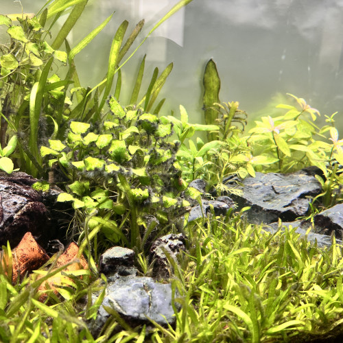 Aquarium 110 L COMPLET + MEUBLE ( avec rampe Led  + filtre + chauffage )