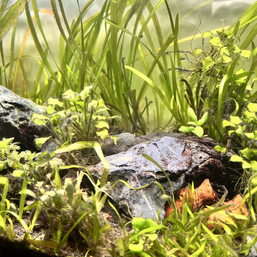 Aquarium 110 L COMPLET + MEUBLE ( avec rampe Led  + filtre + chauffage )