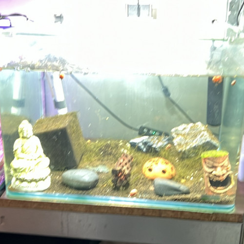 Plusieurs Nano 30l avec  caridina ou néo