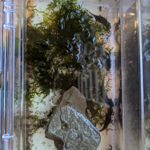 tylototriton verrucosus