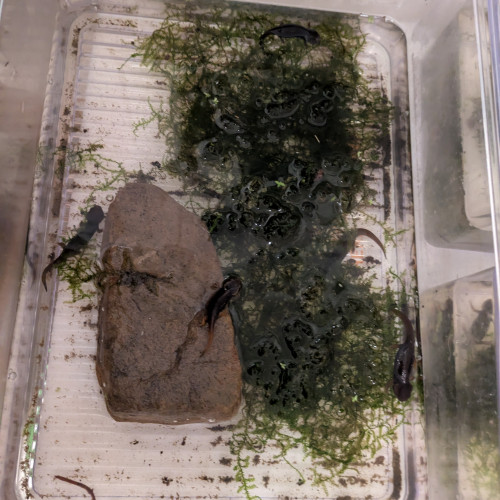 tylototriton verrucosus