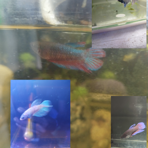 Groupe de bettas