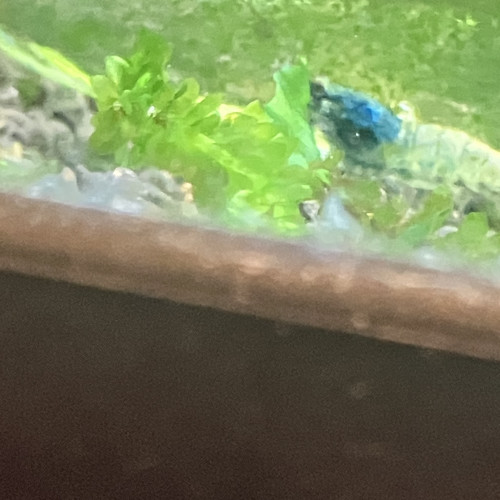 Caridina  steel bolt