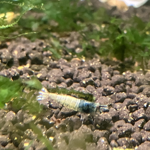 Caridina  steel bolt