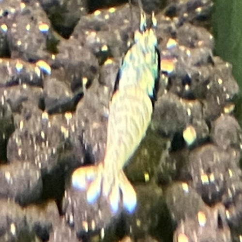 Caridina  steel bolt