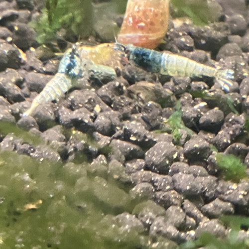 Caridina  steel bolt