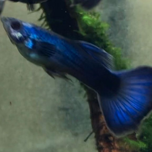 Guppy Moscow Blue (1 mâle + 3 femelles)