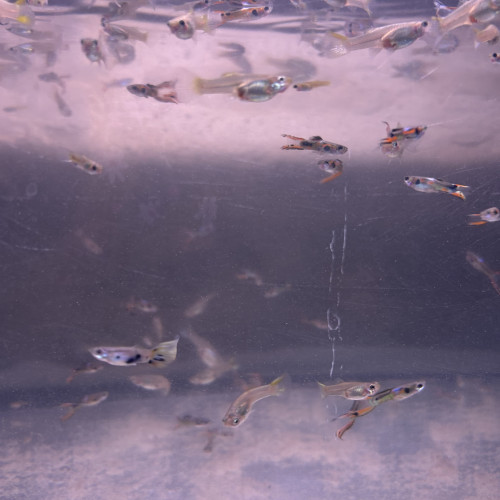 Guppys Endler