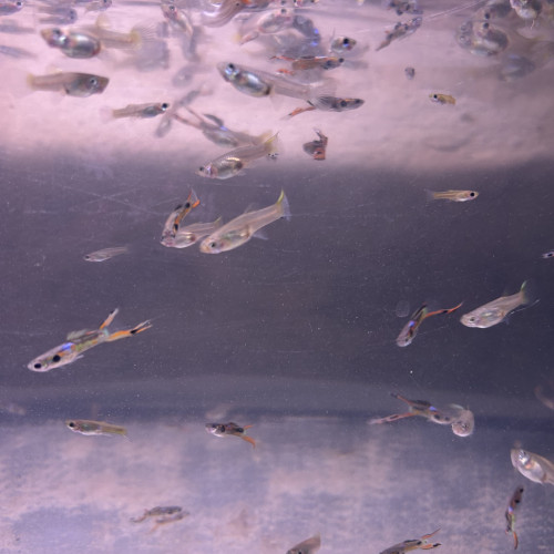 Guppys Endler