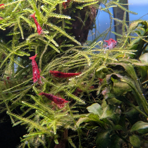 Crevettes Fire Red Neocaridina davidi