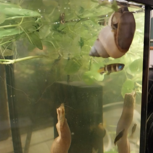 Des escargots Viviparus récemment éclots à donner