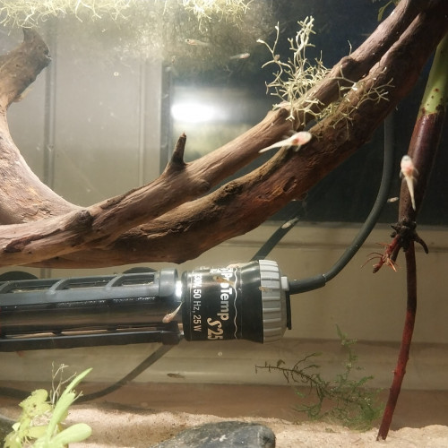 Bébés Ancistrus albinos à donner