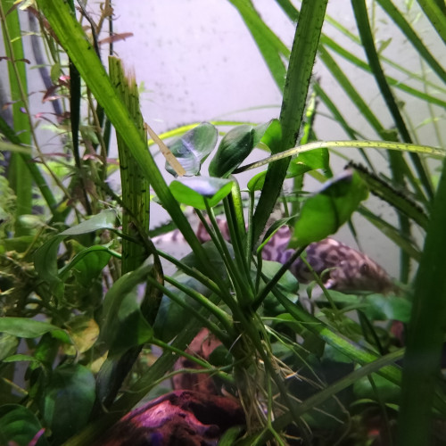 2 Botias loche réticulée