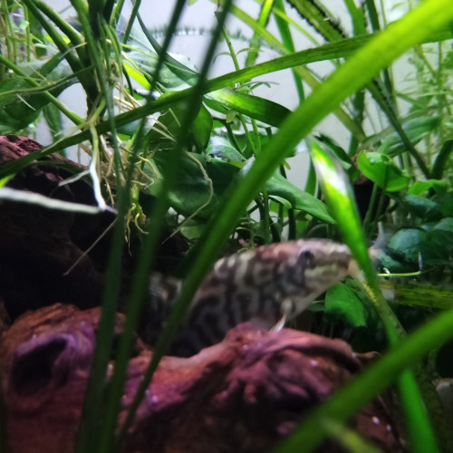 2 Botias loche réticulée