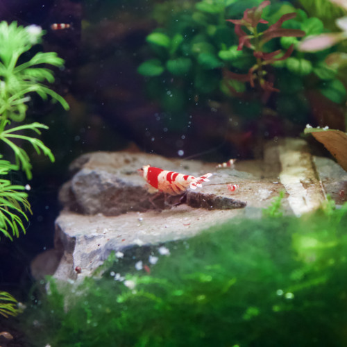 Crevette red Crystal