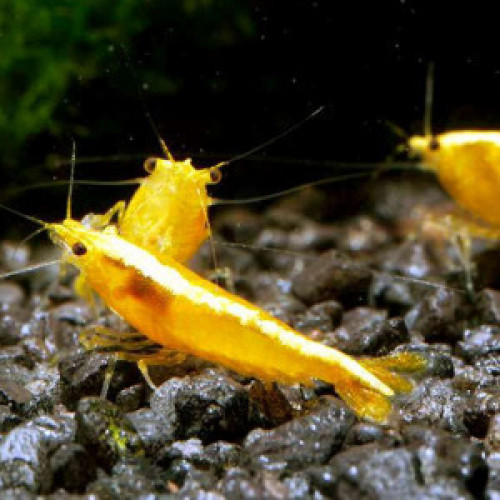 Crevettes Yellow Neon