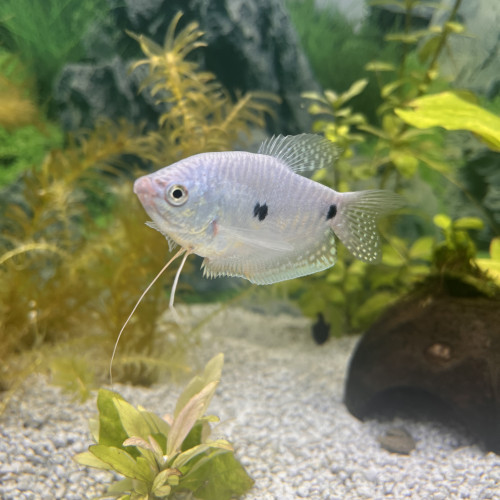 Don gourami femelle