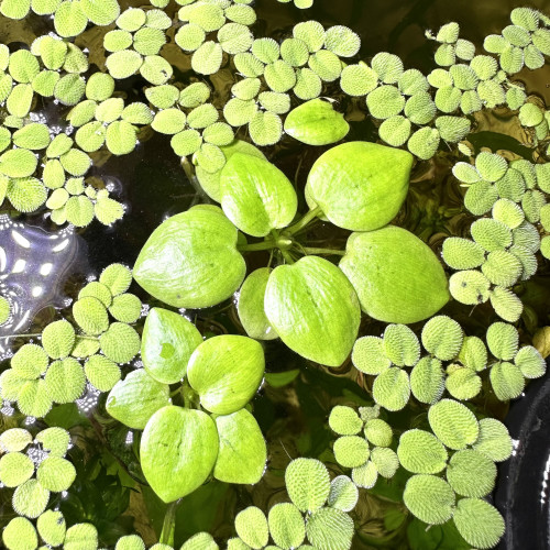 Limnobium laevigatum / grenouillette