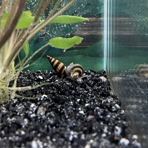 Escargots Helena (mangeur d'escargots)