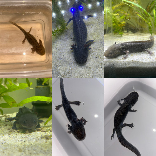 Axolotl La Rochelle Vendée Niort 17/85/79