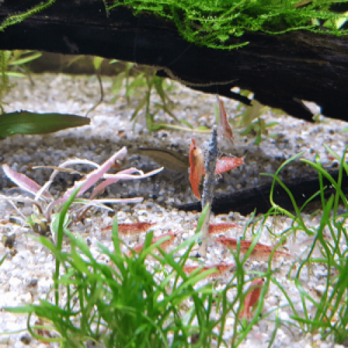 Crevettes Red Cherry