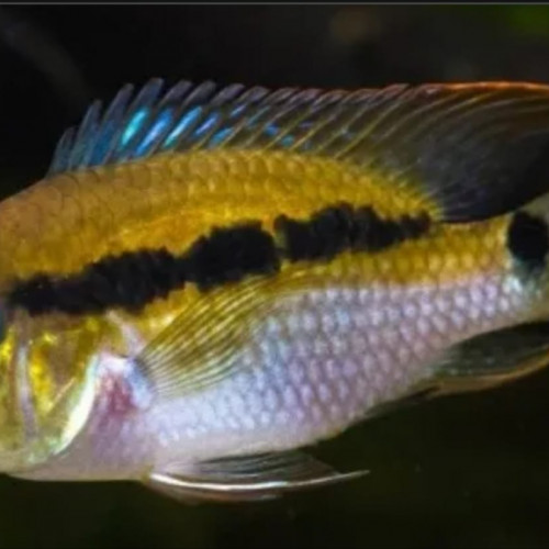 Krobia Guianensis ou Itaniy