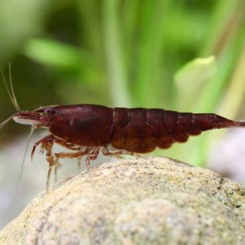 Crevettes sakura chocolate