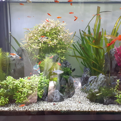 Echange / don de Xiphos