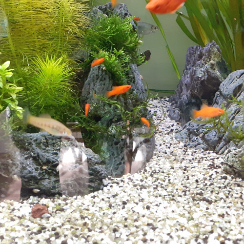 Echange / don de Xiphos