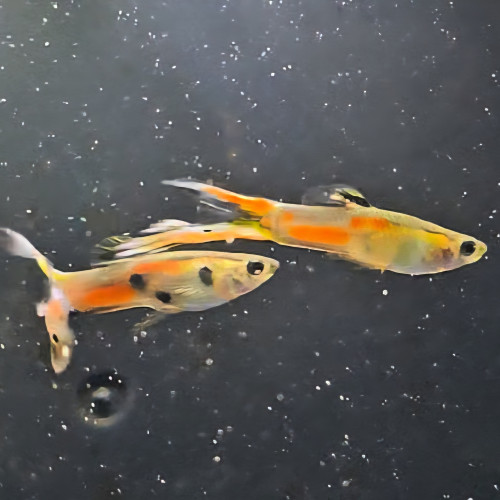 Guppys Endler