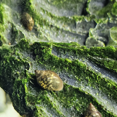 Escargots Physe (Physa)