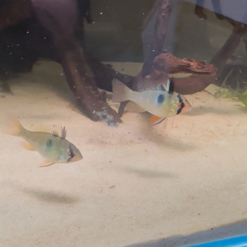 Jeunes Ramirezi de 6 mois