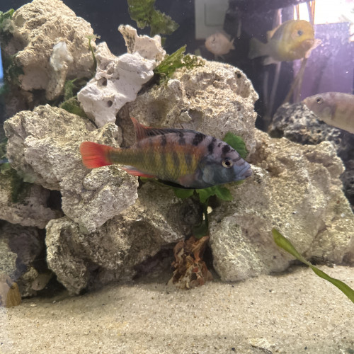 Haplochromis ch44/ Astatotilapia obliquidens