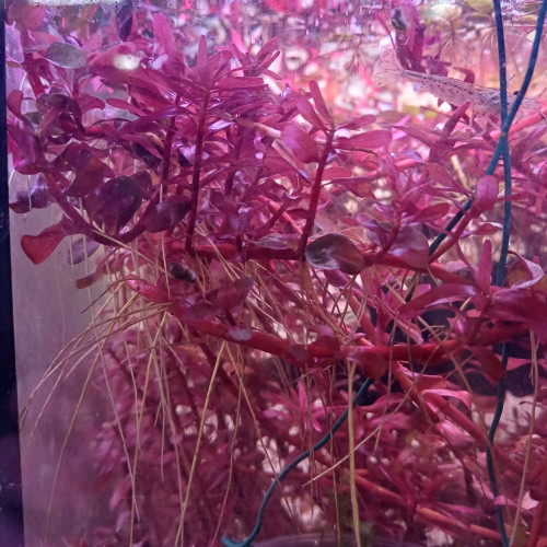 Boutures rotala colorata