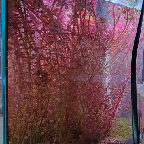 Boutures rotala colorata