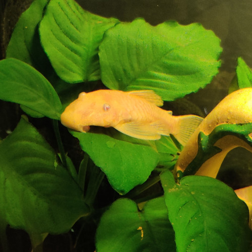Vends Ancistrus Gold (dolichopterus)