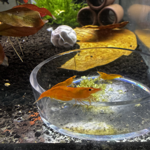 Neocaridina Orange Sunkist ?