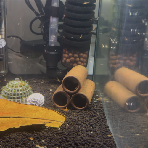 Neocaridina Orange Sunkist ?