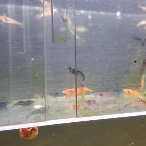 Crevettes neocaridina déclassé tout venant et couleur