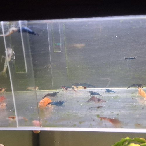 Crevettes neocaridina déclassé tout venant et couleur