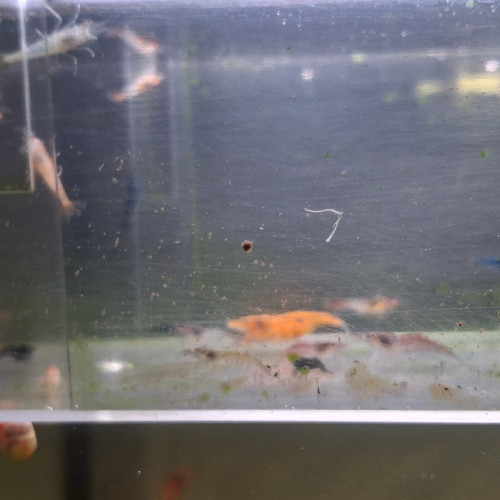 Crevettes neocaridina déclassé tout venant et couleur