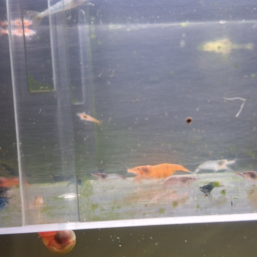 Crevettes neocaridina déclassé tout venant et couleur