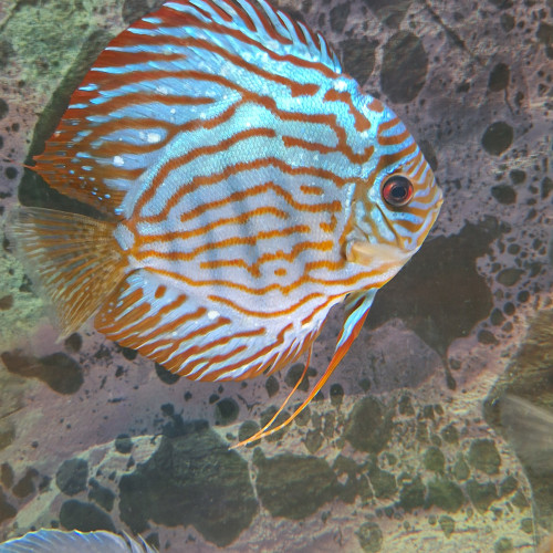 Discus