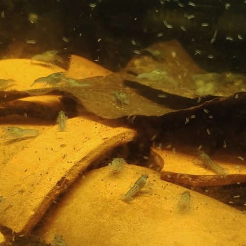Procambarus alleni, écrevisses bleues, écrevisses de Floride