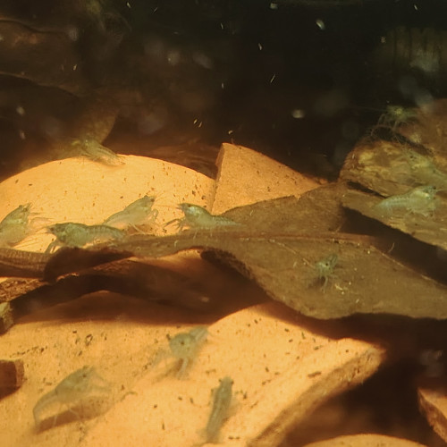 Procambarus alleni, écrevisses bleues, écrevisses de Floride