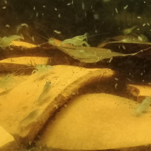 Procambarus alleni, écrevisses bleues, écrevisses de Floride